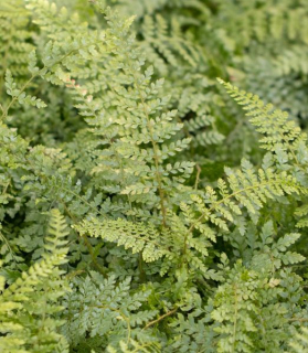 Polystichum setiferum 'Herrenhausen'